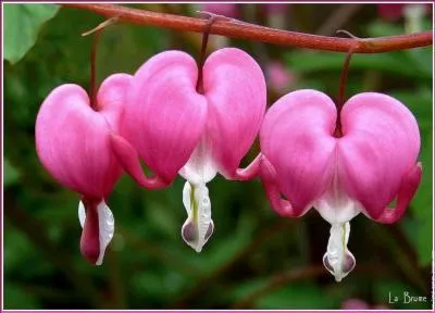 On termine avec ces splendides fleurs :