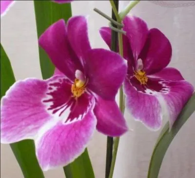 Quel est le nom de celle-ci ?