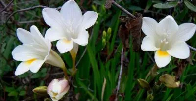 Que sont ces fleurs très odorantes ?