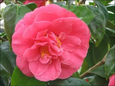 Quel nom porte celle-là ?