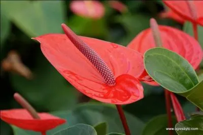 Quel est le nom de cette fleur originaire d'Amérique du Sud ?