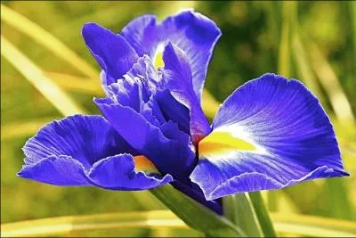 Reconnaissez-vous cette fleur dont on compte 210 espèces ?