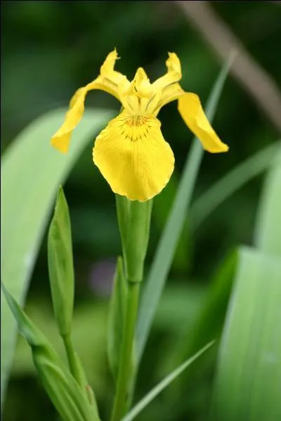 Allez-vous identifier celle-là, toute aussi printanière ?