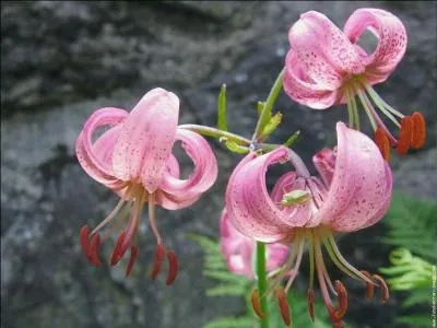 Que sont ces majestueuses fleurs ?