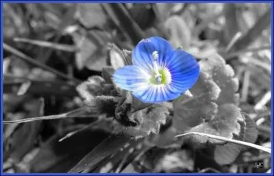 Quelle est cette fleur ?