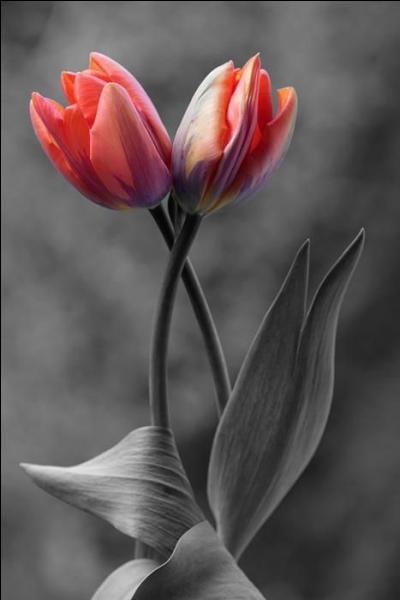A quelle famille appartiennent les tulipes ?