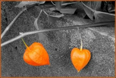 Lequel de ces termes n'est pas synonyme de Physalis ?