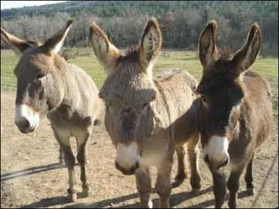 Mon nom commence par Paul... (en photo, ces ...)