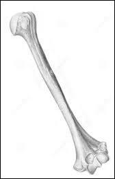 Comment se nomme cet os d'un membre d'humain ?