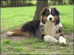 Ce chien originaire du Pays basque est un ...