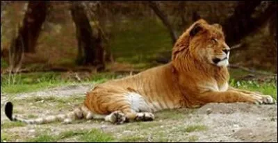En 1975, cet animal est né de façon naturelle au parc animalier de Thoiry (Yvelines). Il est le résultat d'un accouplement entre une lionne et un tigre mâle. Cet hybride s'appelle :
