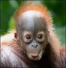 Quel est cet animal ?