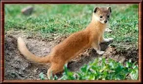 Quel est le nom de cet animal ?