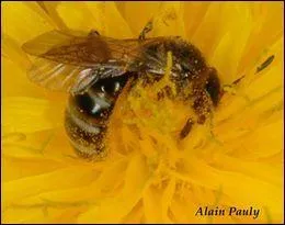 De ces trois animaux, un seul peut se reproduire par parthénogenèse, lequel ?