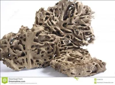 Quel insecte est un isoptère ?