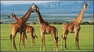 Quelle est la capitale de la Tanzanie ?