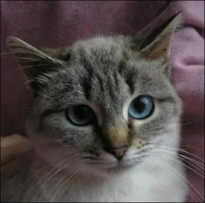 Combien ont survécu ?