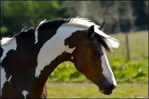 Quelle est la robe de ce cheval ?