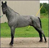 Quelle est l robe de ce cheval ?