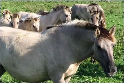 Quelle est la robe de ce cheval ?