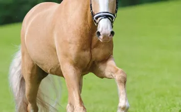 Quiz Galop 3