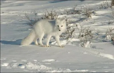 Quel est cet animal qui prend une fourrure blanche en hiver ?