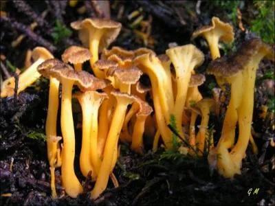 Ces chanterelles d'automne sont-elles comestibles ?