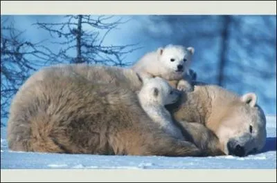 Que fait l'ours en hiver ?