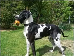 Quelle est la race de ce magnifique chien ?