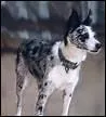 Quelle est la race de ce magnifique chien ?