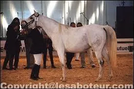 Le cheval barbe mesure...