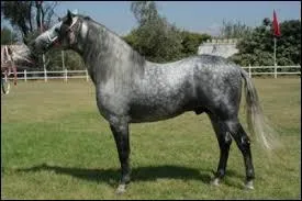 Il existe trois sortes de chevaux barbes. Lesquelles ?