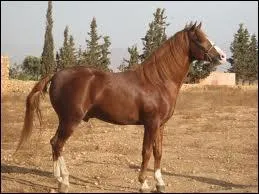 Le cheval barbe fait partie des races chevalines les plus belles du monde.