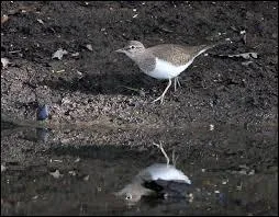Cet oiseau blanc et marron est...
