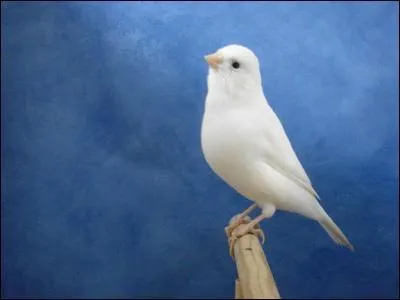 Si cet oiseau immaculé était un cheval, il serait...