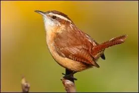 Si ce petit troglodyte était un cheval, il serait...
