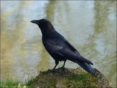 Un cheval de la même couleur que cette corneille serait de robe....