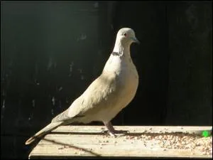 Pour vous aider, je dirais qu'un cheval de cette robe est marron clair avec les yeux et la peau foncés.