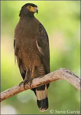 Ce rapace est brun et ses ailes sont noires. Imaginons un cheval marron avec les crins et les extrémités noirs, il serait de robe...