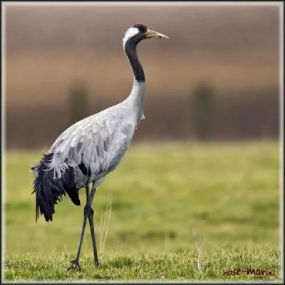 Si cette grue cendrée était un cheval, elle serait...