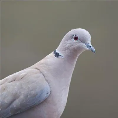 Cette tourterelle grise serait ....... si elle était un cheval.