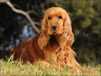 Quelle race de chiens est-ce ?