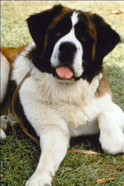 Quelle race de chiens est-ce ?