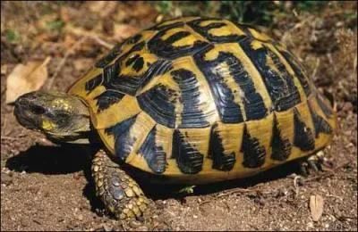 Quelle est la plus grosse tortue au monde ?