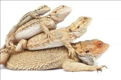 Quel est le plus gros lézard au monde ?