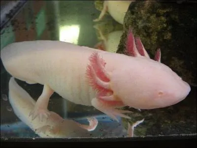 Qu'est-ce qui n'est pas un reptile ?