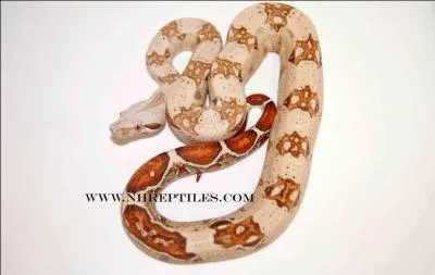 Quel est le plus gros serpent au monde ?