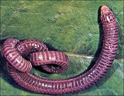 Quel reptile est apode ?