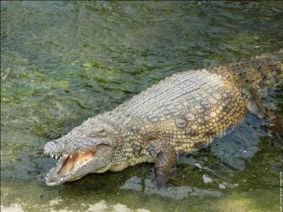 Combien trouve-t-on d'espces dans la famille des alligators ?