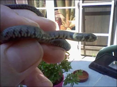 Quel est le serpent le plus répandu en France ?